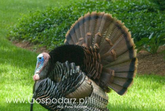 Ceny żywca krajowego