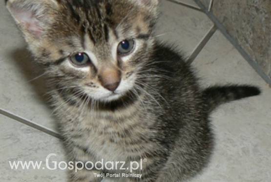 Od dziś poprawi się los wielu  zwierząt w Polsce