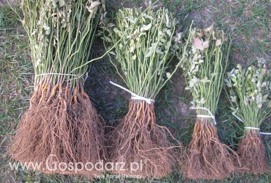 róże - podkładka pod róże