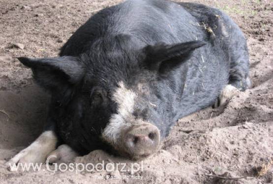 Hodowcy trzody chlewnej będą strajkować?