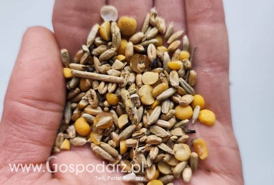 Sprzedam odsort z czyszczenia zbóż ekologicznych – materiał paszowy