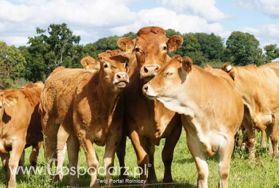 Byki, odsadki(80-350kg)ras mięsnych