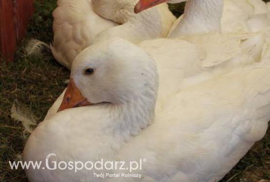 Wstawienia gęsich piskląt