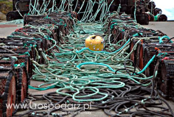 Będą pieniądze na inwestycje w nadmorskich portach, przystaniach, miejscach wyładunku, poprawiające m.in. jakość produktów rybnych