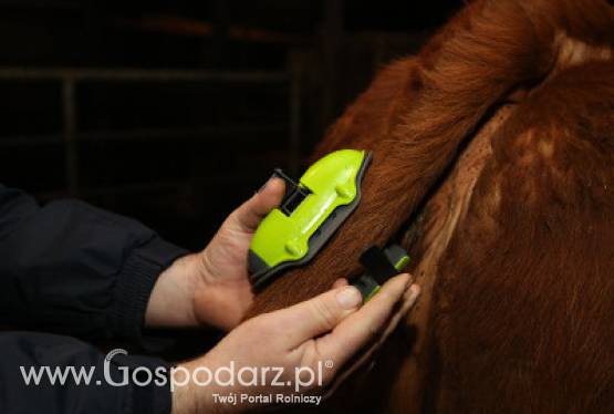 Moocall sensor wycieleń- śpij spokojniej w czasie wycieleń