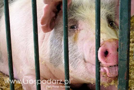 Szwecja – Kryzys w branży trzody chlewnej