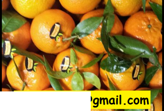 Hiszpańskie owoce, pomarańcze, mandarynki. Tanio. Ilości tirowe