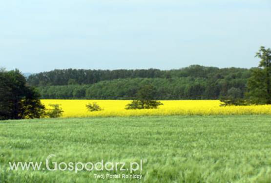 Stanowisko Copa-Cogeca na temat pośredniej zmiany użytkowania gruntów (ILUC)