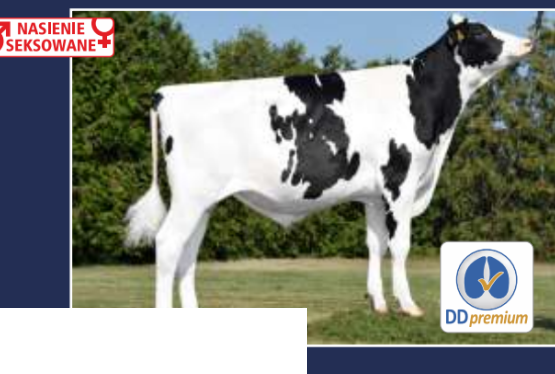 Nasienie buhaja Bender