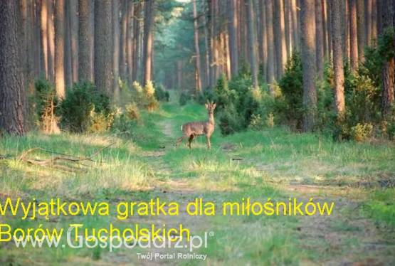 Bory tucholskie. Jezioro. Działka uzbrojna 1600m2. Dom rekreacyjny.