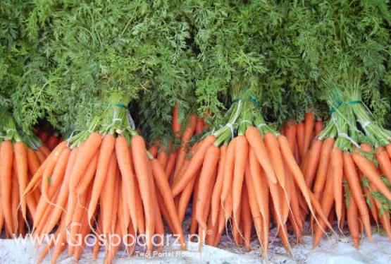 Izrael – Wstrzymanie wysyłki marchwi do Rosji