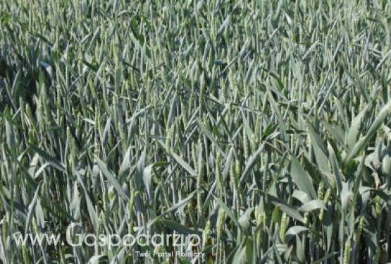 Tegoroczna powierzchnia zasiewów zbóż będzie większa