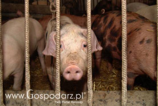 Polacy nie znają się na mięsie wieprzowym