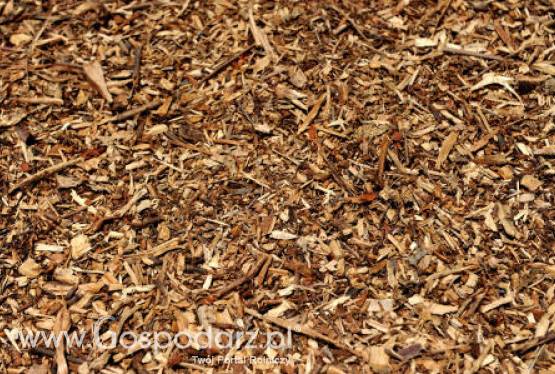 Biopaliwa nawet z wiórów