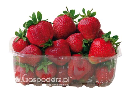 truskawki, pszenica, rzepak, kukurydza