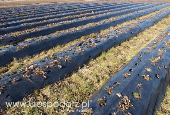 Kupując grunt sprawdź wykaz -  DR 10 bez dopłaty JPO