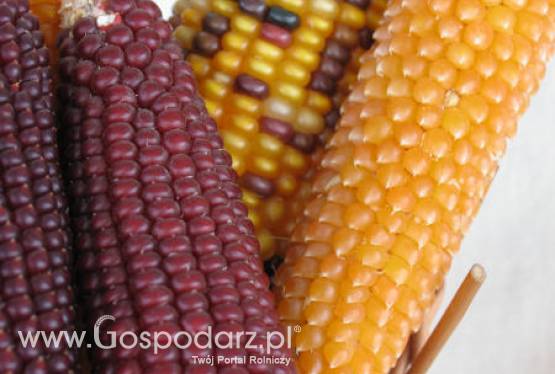 11.05.2012 - Kukurydza na CBoT kontynuje spadki po czwartkowym raporcie USDA