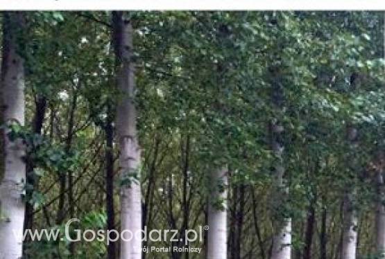 Topola. Znakomite źródło biomasy! Dobry biznes na wiele lat
