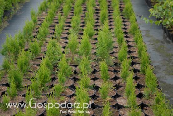 Szkółka drzew i krzewów ozdobnych i zalesionych