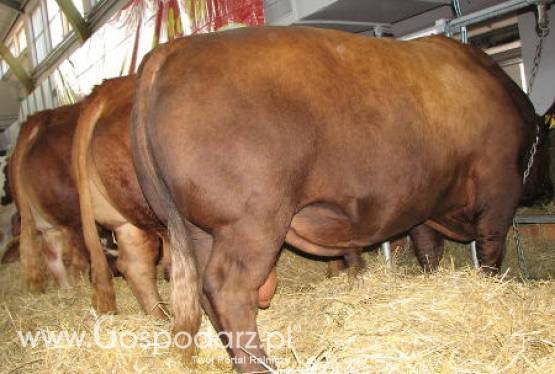 Krajowe ceny zbytu mięsa