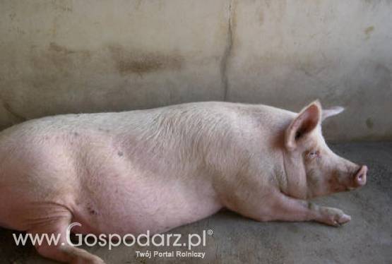 Spotkanie branży mięsnej