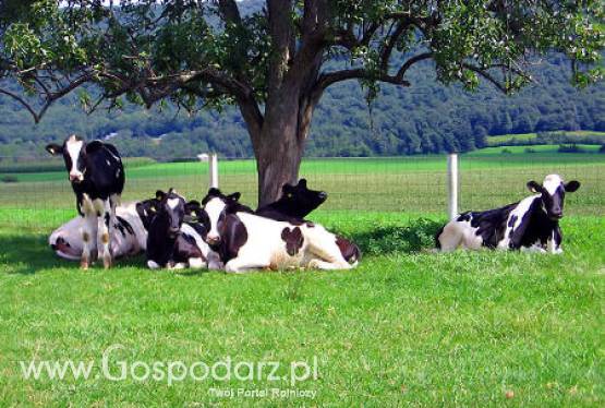 Rosja - Wzrost importu wołowiny