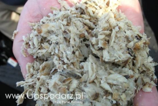 Wysłodki buraczane mokre,cukrownia Krasnystaw ostatnie dostawy kampani