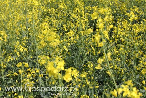 Notowania oleistych na giełdach światowych 24.05.2012