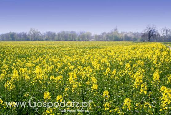 Oleiste - Kontrakty na rzepak najwyżej od maja 2011 - 16.03.2012