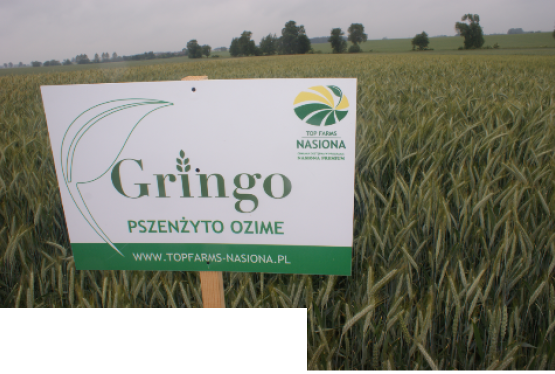 Kwalifikowany materiał siewny zbóż ozimych,nasiona