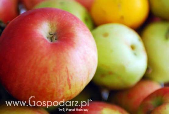 Produkcja jabłek nadal się opłaca