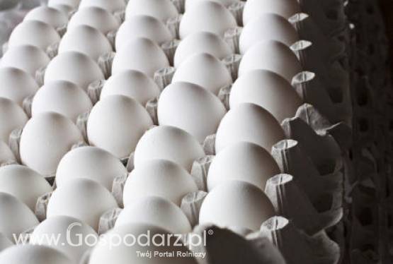 Niższe ceny jaj