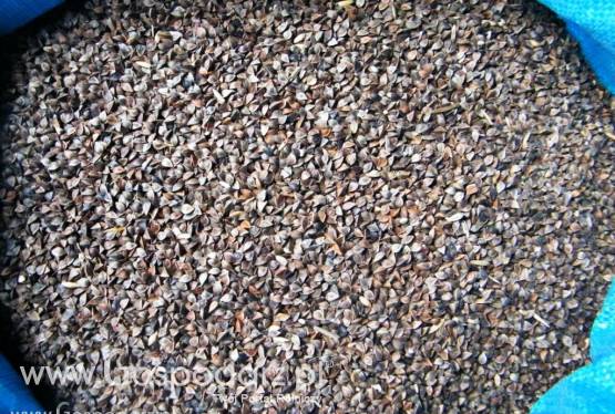 Gryka nasiona gryki reczka