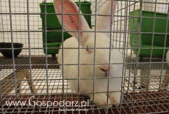 Królik Popielniański Biały