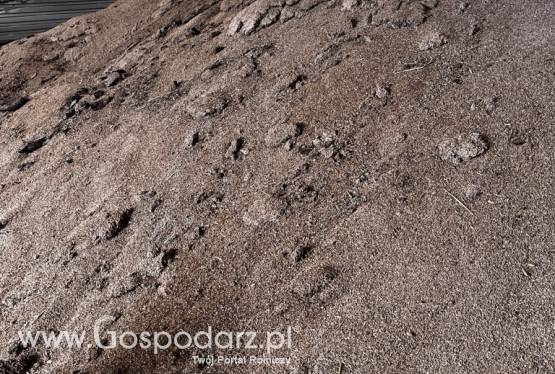 Sprzedam zboże niepełnowartościowe (żyto) na pellet, do gorzelni, biogazowni