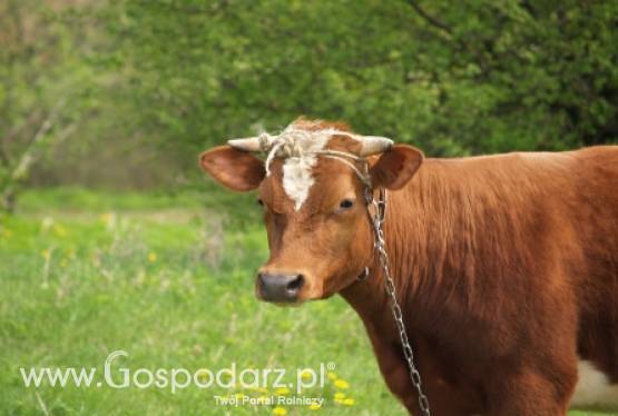 Ostra walka o mleko - inaczej mleczarnie będą bankrutować