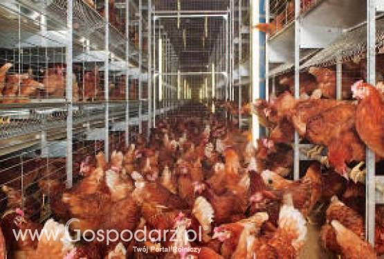 Sięgnęli po złoto