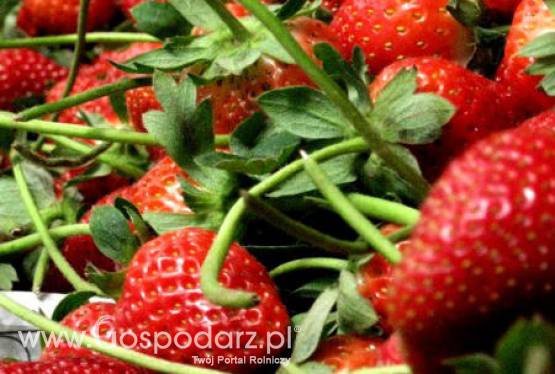 Będą wysokie ceny truskawek