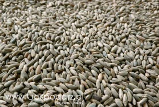 Żyto ozime ekologiczne, nasiona żyta eko