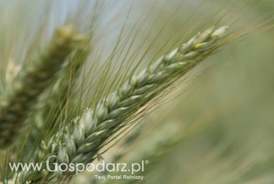 Uwaga rolnicy!!! - Cena żyta do podatku - 74,18 ZŁ !!!