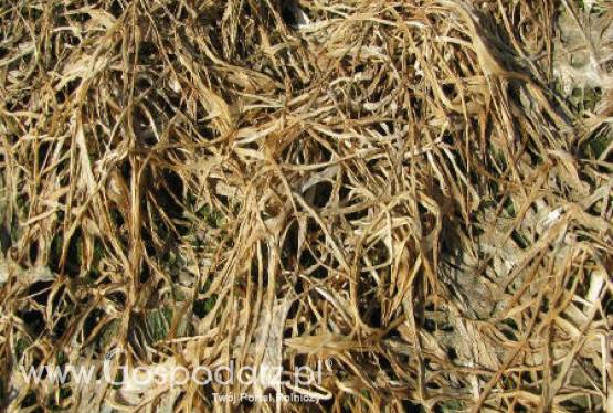 Komunikat Krajowej Federacji Producentów Zbóż - Sytuacja na polach - 23 marca 2012