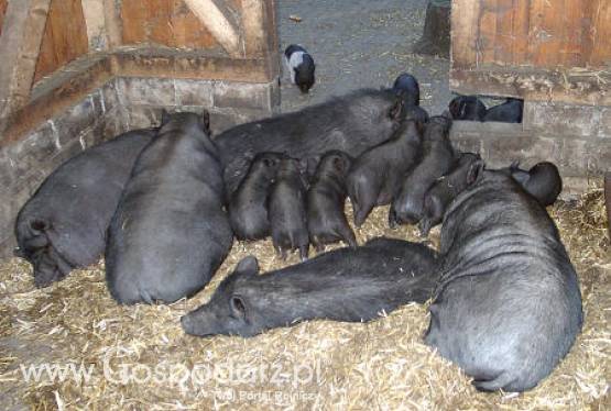 Czy zmagazynowana wieprzowina trafi na eksport?