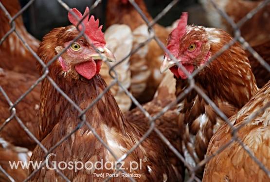 Sprzedam Kury w wieku 4 do 5 miesięcy Cała Polska