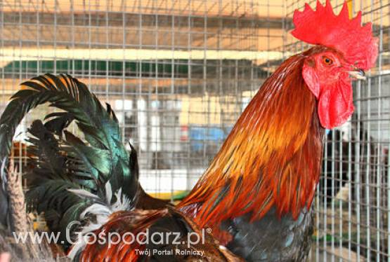 Mołdawia – Plany zwiększenia produkcji drobiu