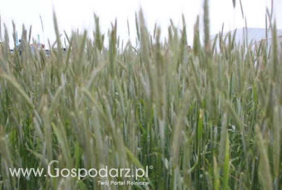 Zboża za oceanem odrabiają straty z ubiegłego tygodnia - 5.06.2012