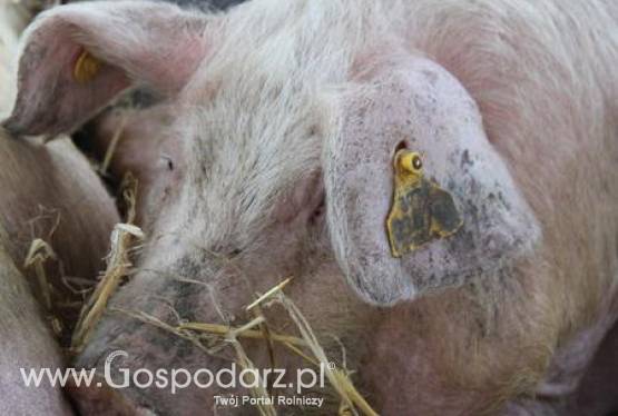 Szwecja - Około 20 procent hodowców zrezygnuje z trzody chlewnej?