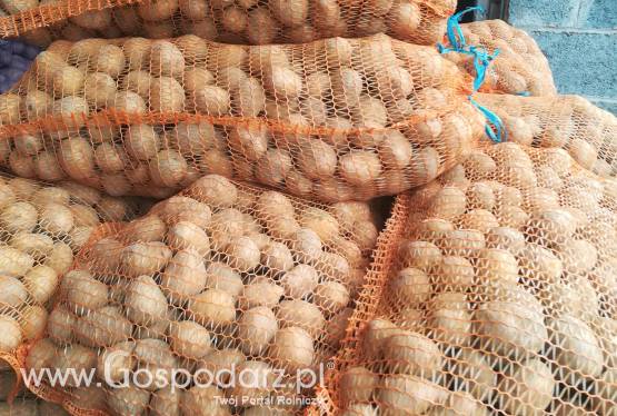 Ziemniaki sadzeniaki GALA