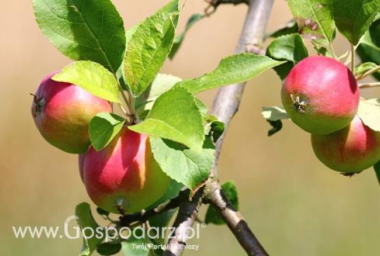 Kongres Polskiego Związku Działkowców