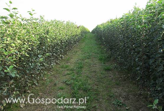 Drzewka Owocowe i Krzewy Ozdobne