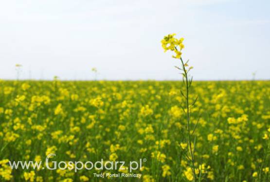 Kolejna weryfikacja tegorocznych zbiorów rzepaku